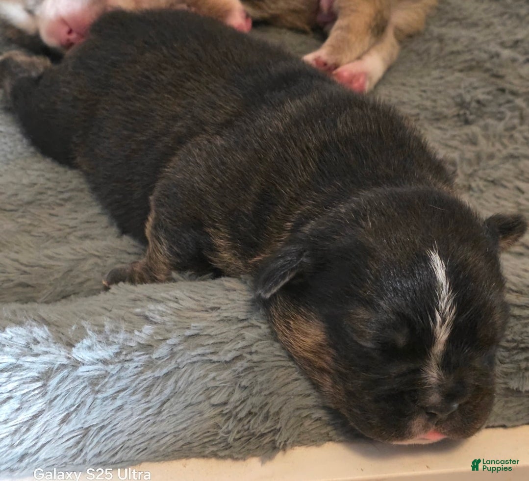 French Bulldog dogs French Bulldog Puppy 4 - Ad 36