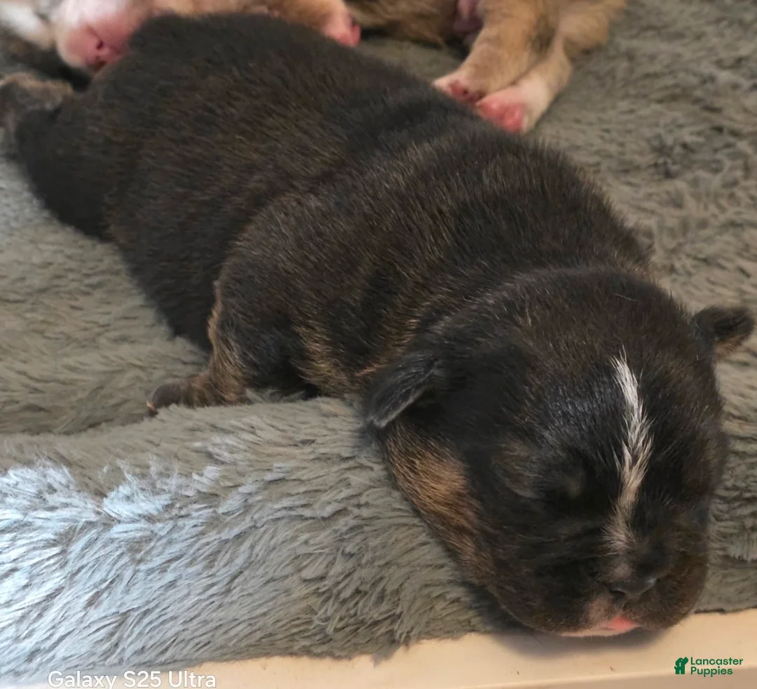 French Bulldog dogs for sale: French Bulldog Puppy 4 - Ad 1