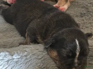 French Bulldog dogs French Bulldog Puppy 4 - Ad 28