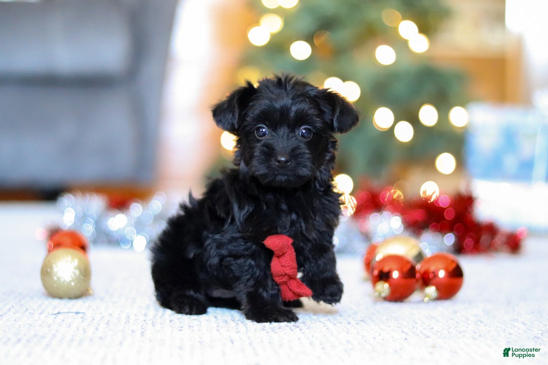 Yorkiepoo dogs for sale: Anson - Ad 4