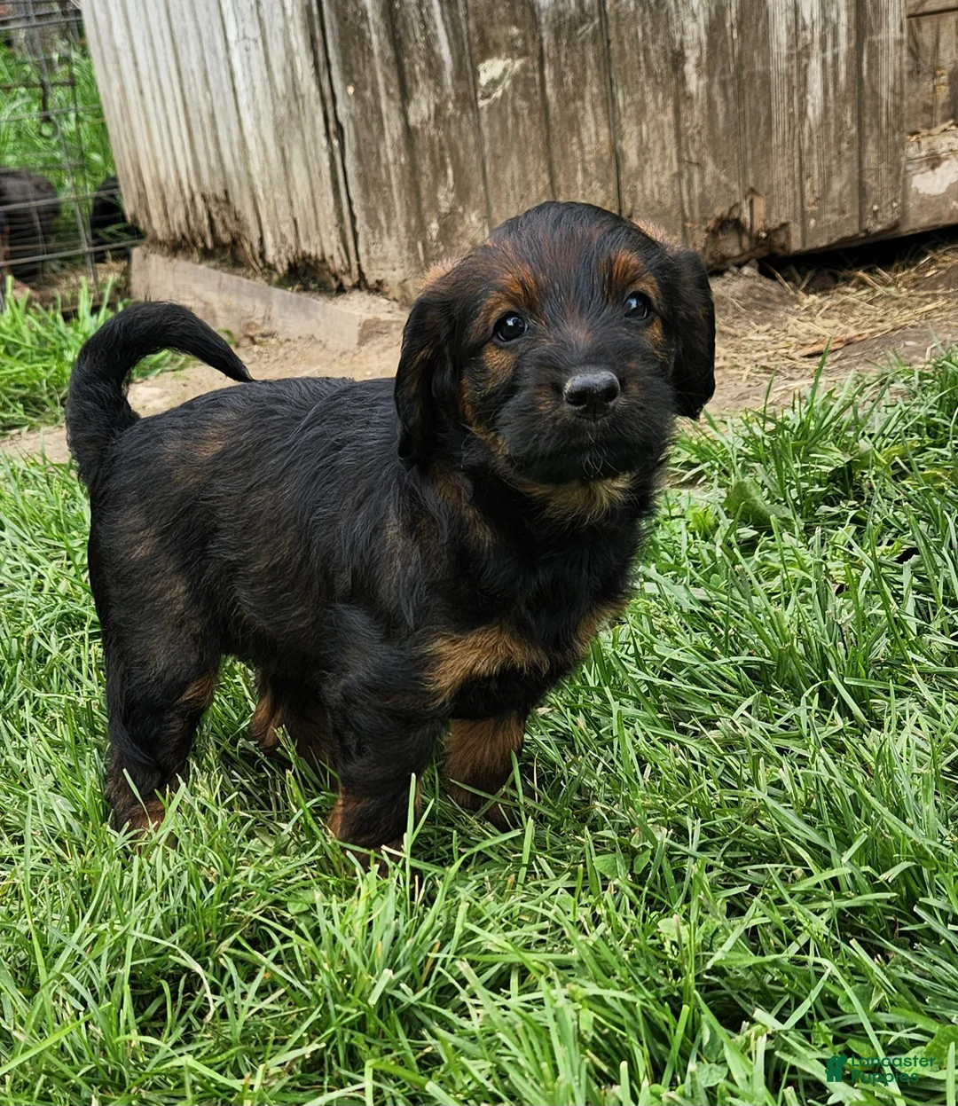 Labradoodle dogs for sale: Miss Pink - Ad 2