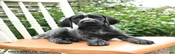 German Shorthaired Pointer dogs for sale: Rosie - Ad 4