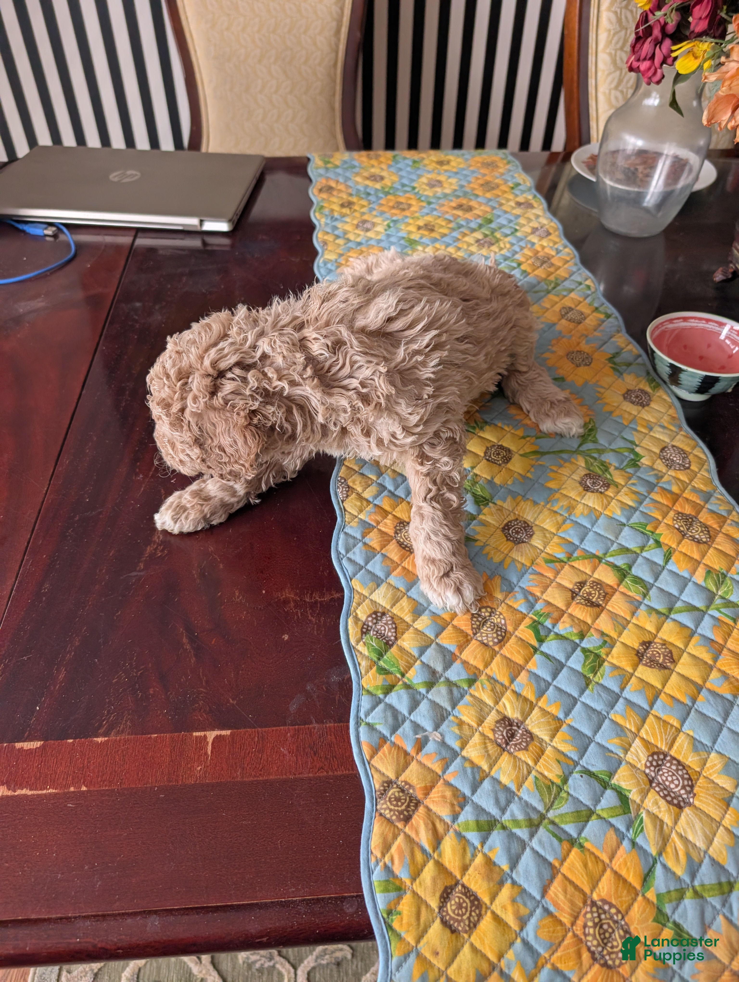 Goldendoodle dogs for sale: Jack - Ad 1