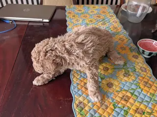 Goldendoodle dogs Jack - Ad 12