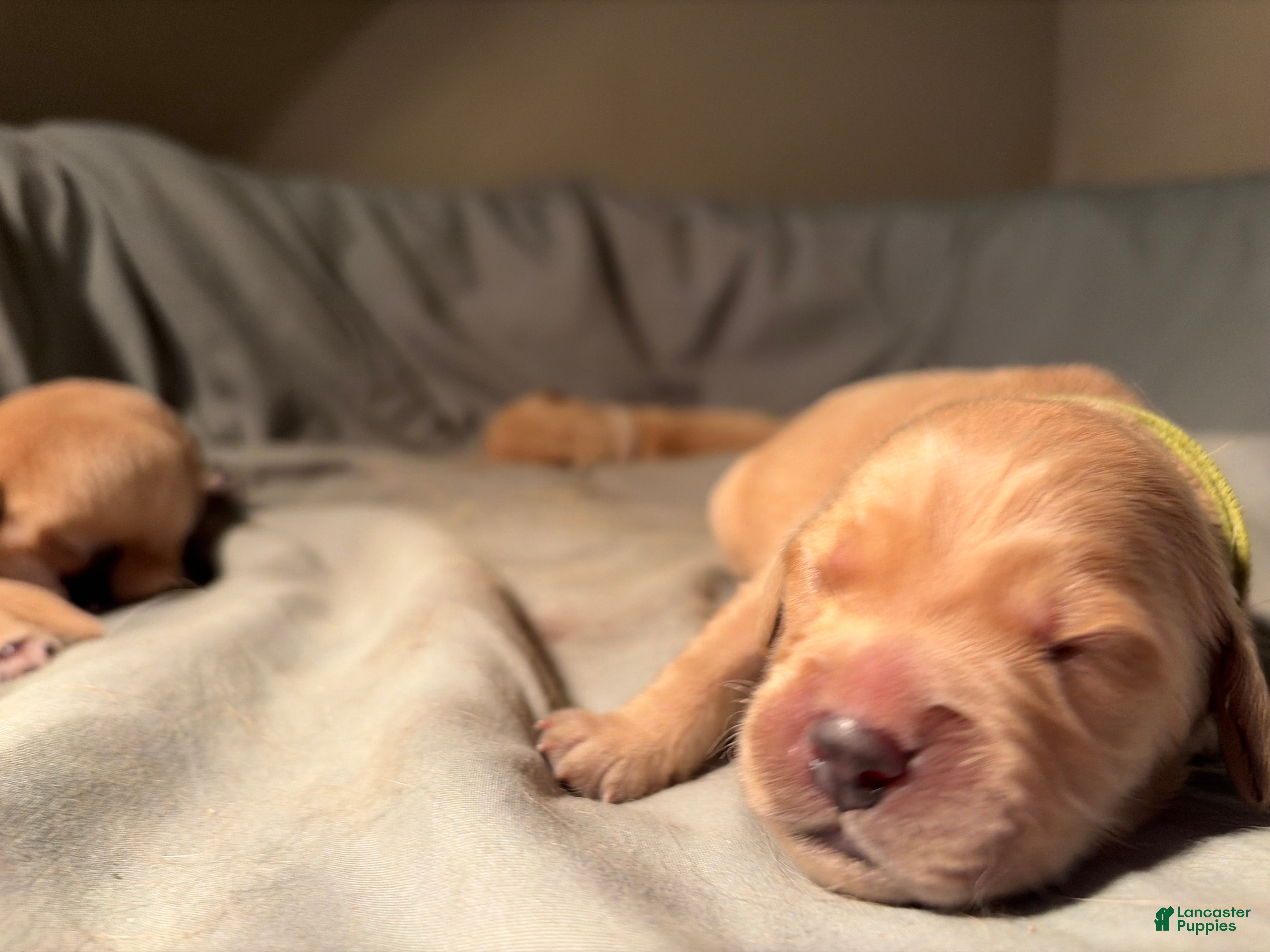 Golden Retriever dogs Bowie - Ad 2