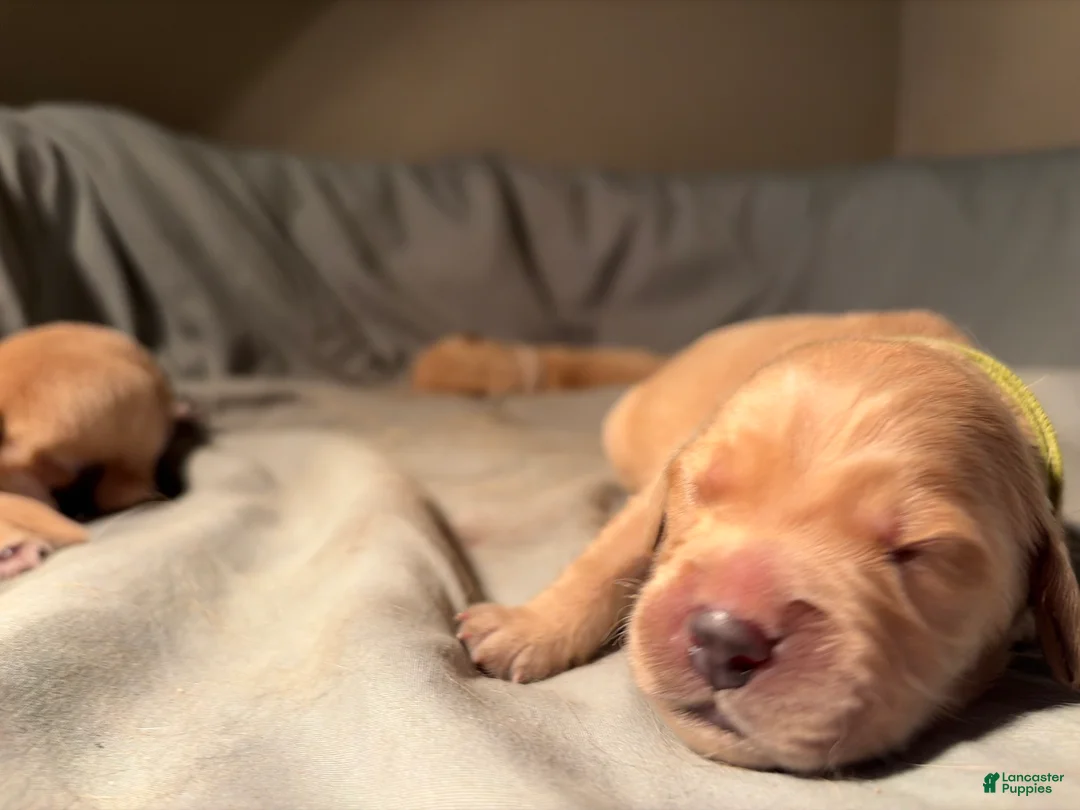 Golden Retriever dogs for sale: Bowie - Ad 2