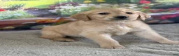 Golden Retriever dogs for sale:  Pheonix - Ad 3