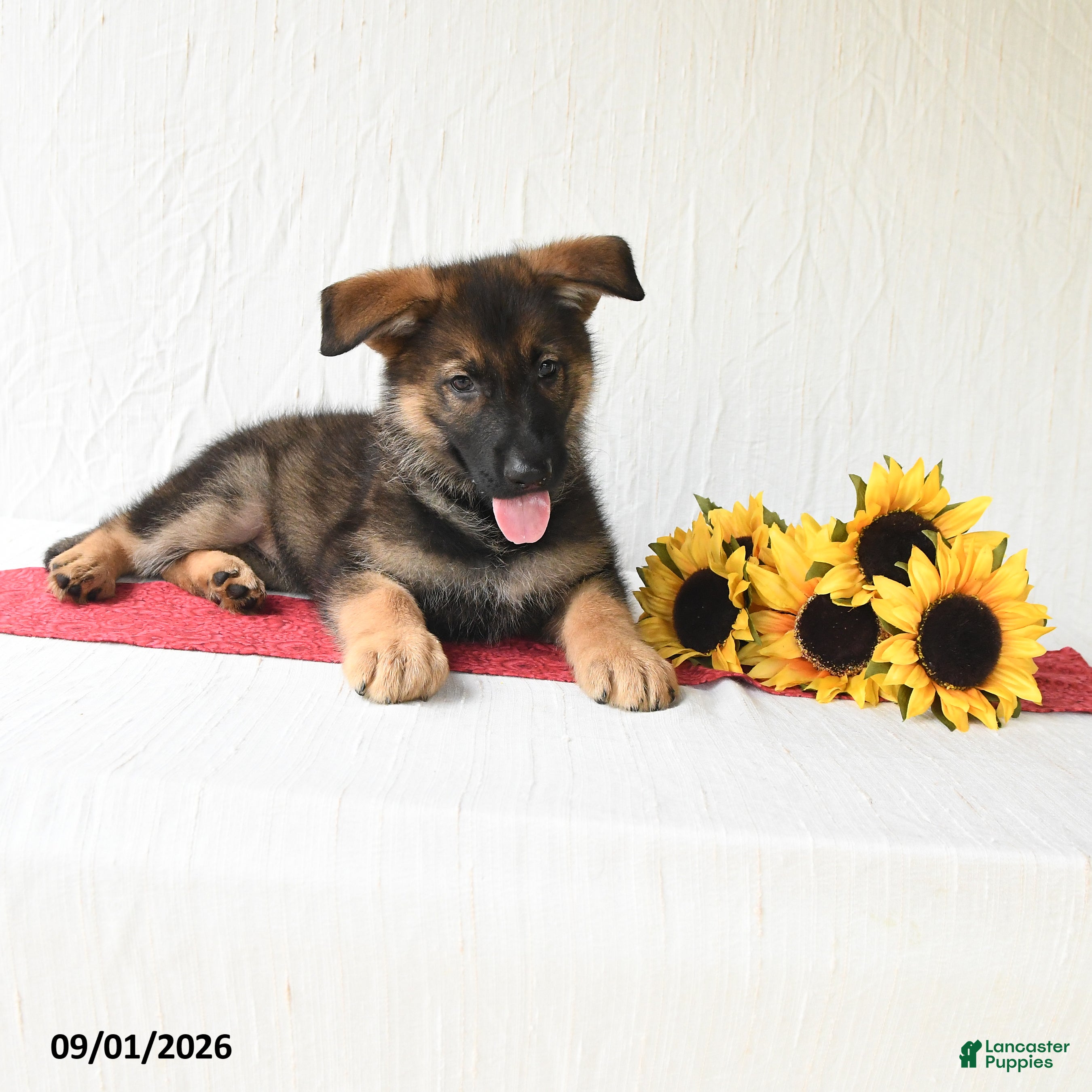 German Shepherd dogs Tiana - Ad 2