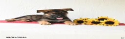 German Shepherd dogs for sale: Tiana - Ad 2