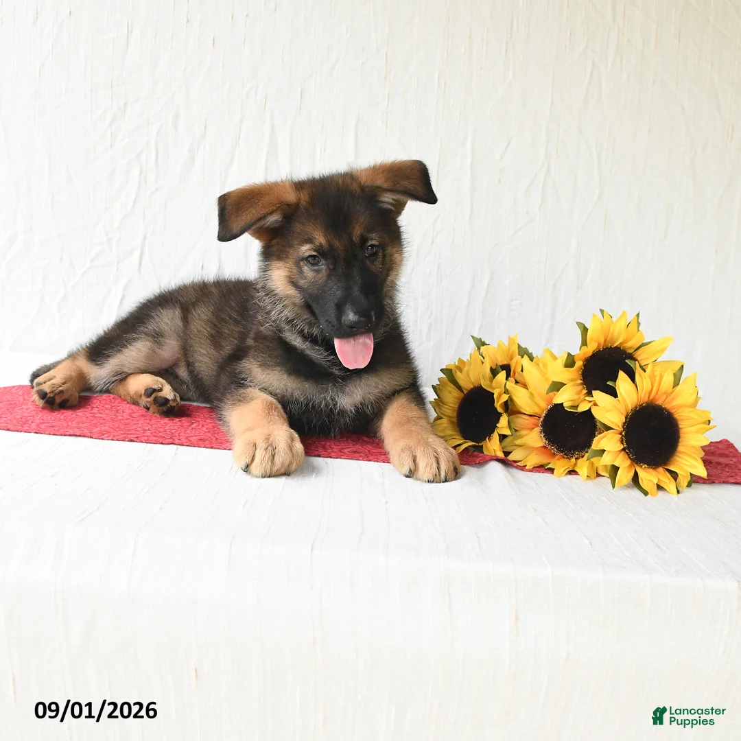 German Shepherd dogs for sale: Tiana - Ad 2