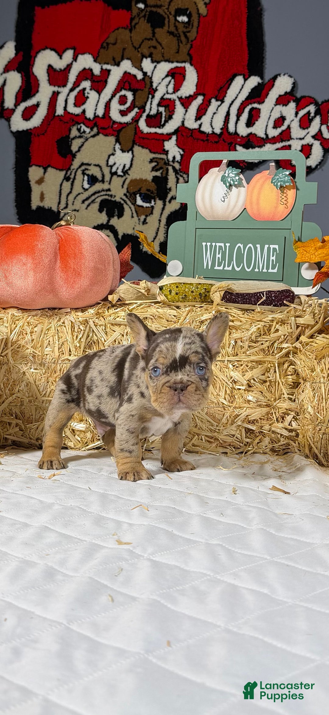French Bulldog dogs for sale: Rocky - Ad 4