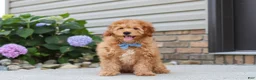 Mini Goldendoodle dogs for sale: Chase - Ad 4