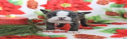 Boston Terrier dogs for sale: Hazel - Ad 3