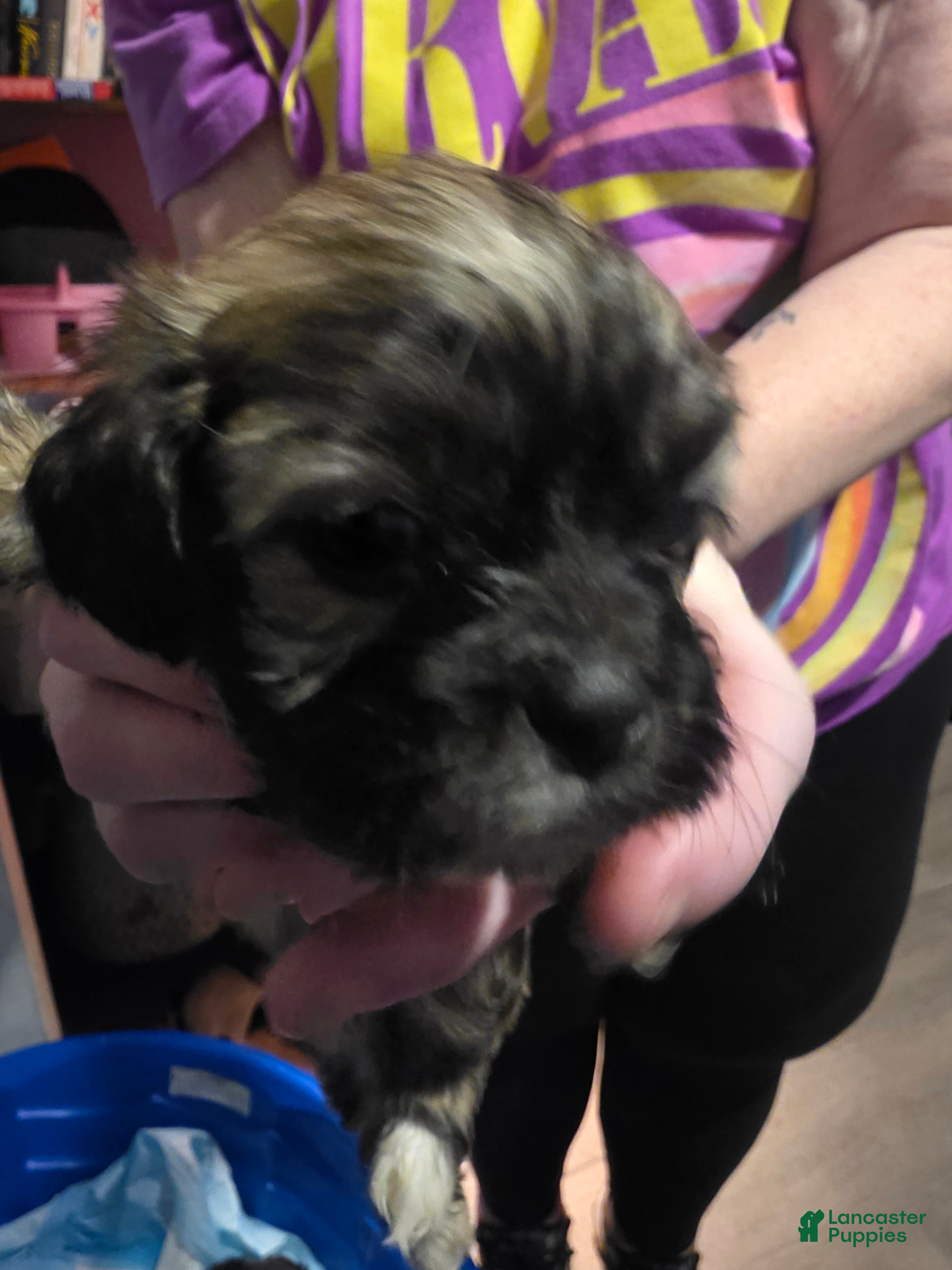 Mixed Breed dogs Mixed Breed 2 - Ad 11