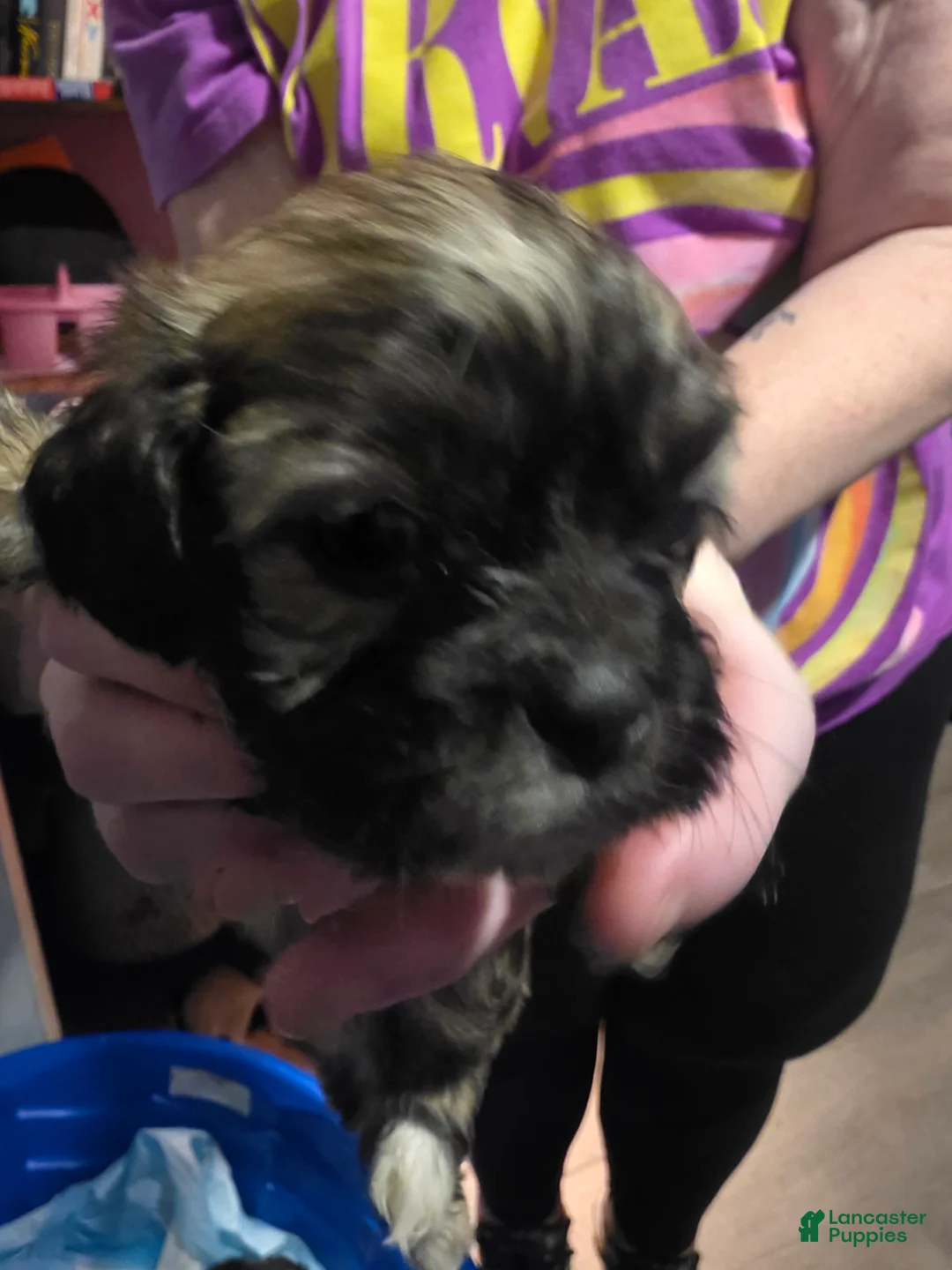 Mixed Breed dogs for sale: Mixed Breed 2 - Ad 1
