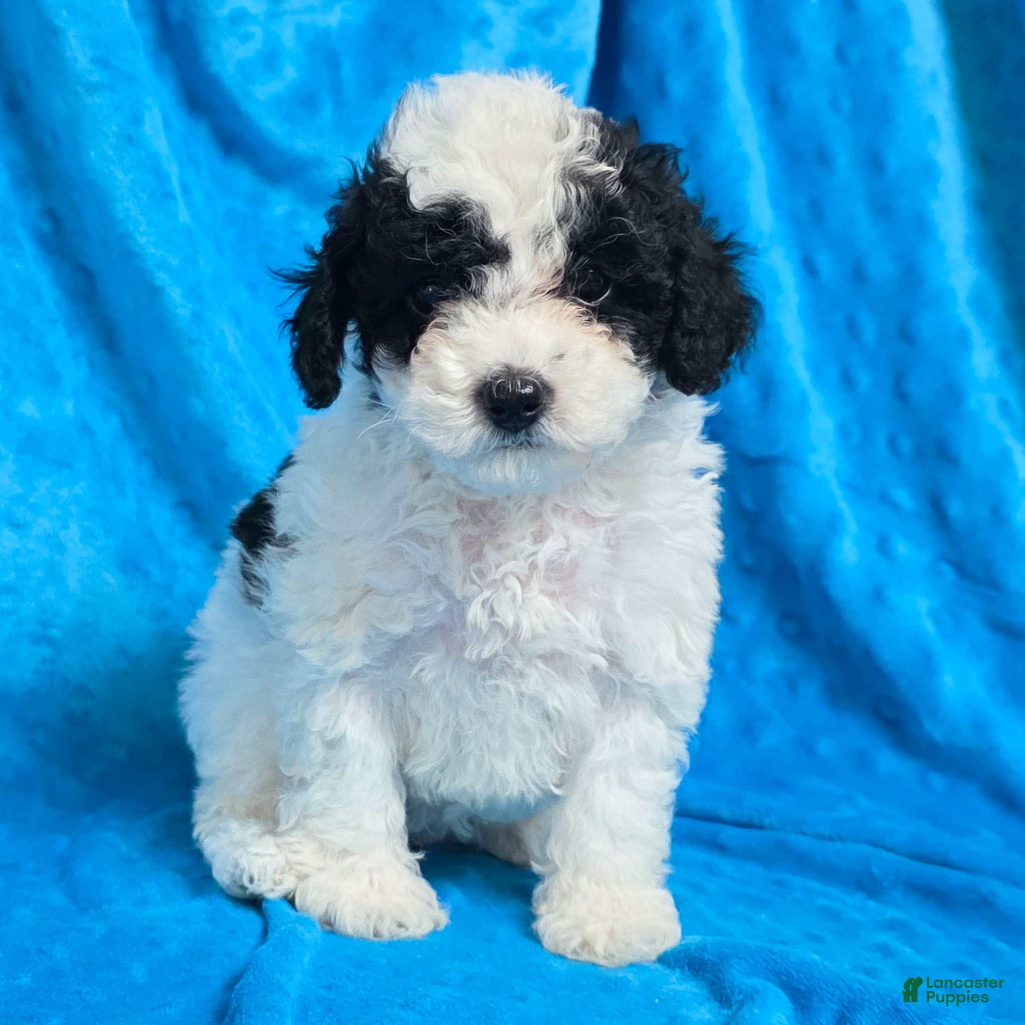 Mixed Breed dogs Daisy - Ad 39