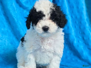 Mixed Breed dogs Daisy - Ad 39