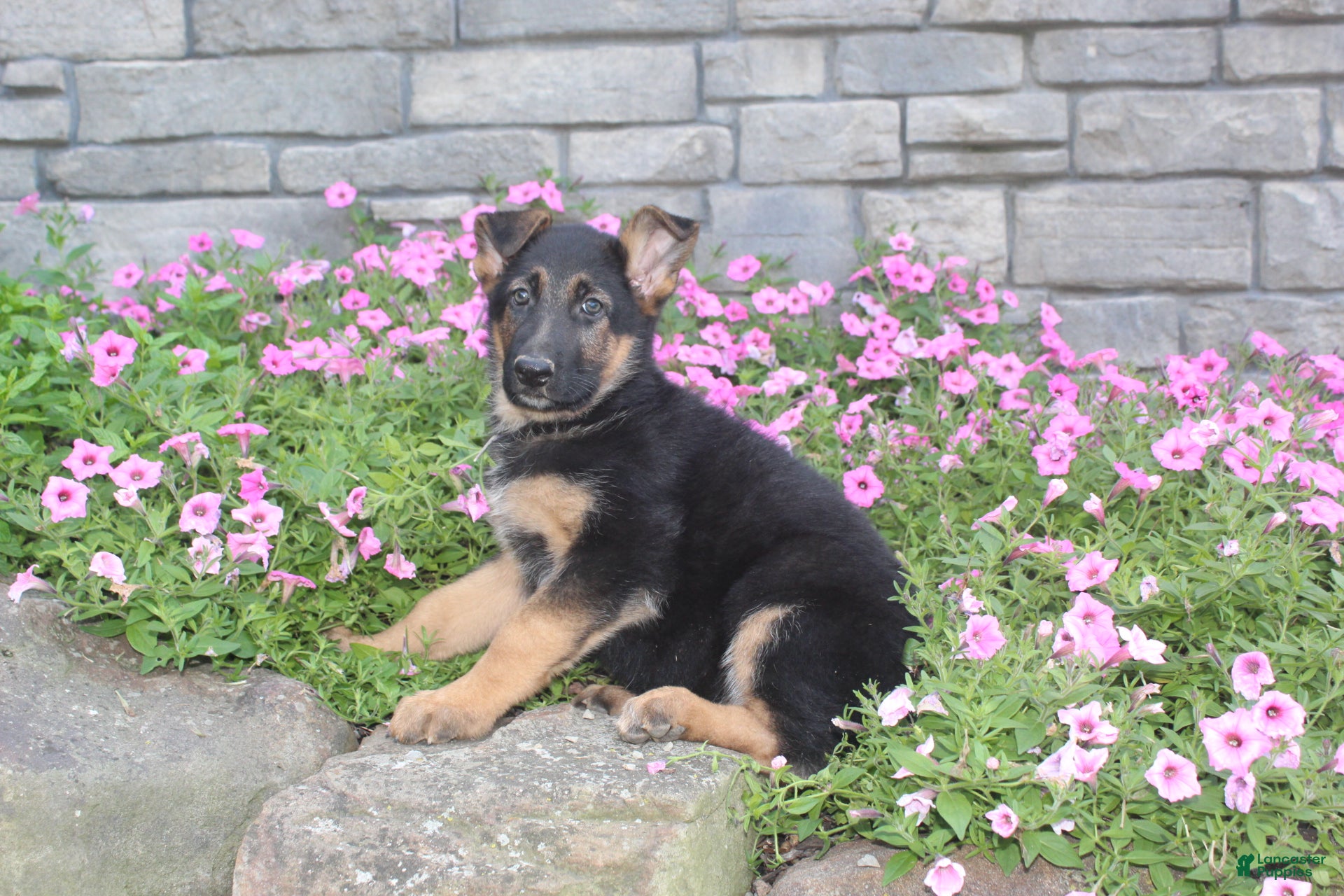 German Shepherd dogs Avery - Ad 1