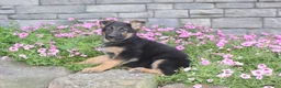 German Shepherd dogs for sale: Avery - Ad 1