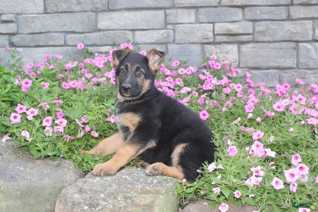 German Shepherd dogs for sale: Avery - Ad 1