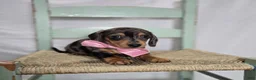 Miniature Dachshund dogs for sale: Alice - Ad 5