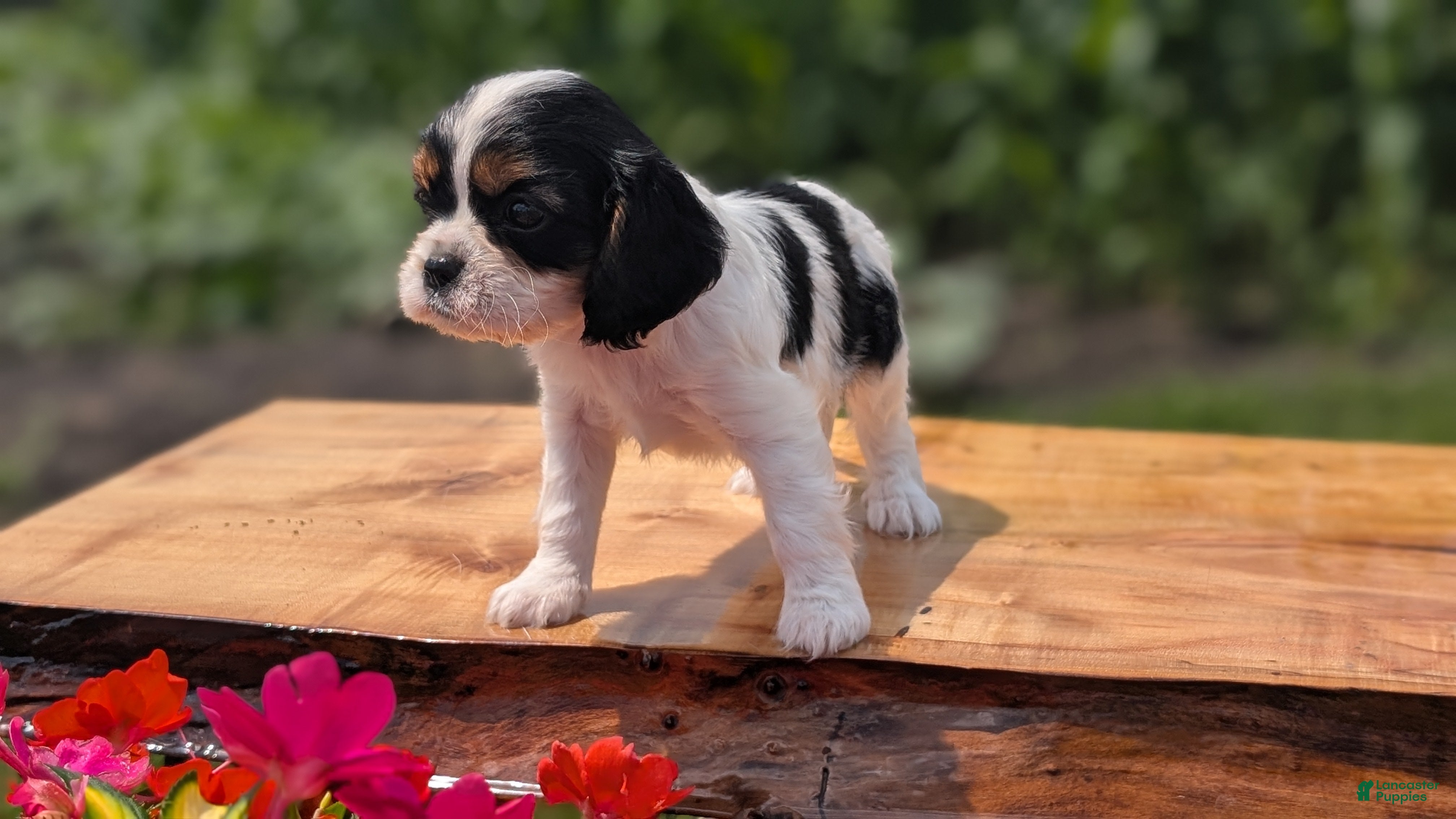 Cavalier King Charles Spaniel dogs Izzy - Ad 2