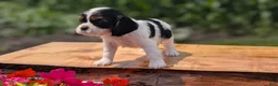 Cavalier King Charles Spaniel dogs for sale: Izzy - Ad 2