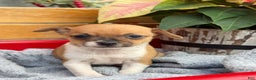 Chihuahua dogs for sale: Cole - Ad 5