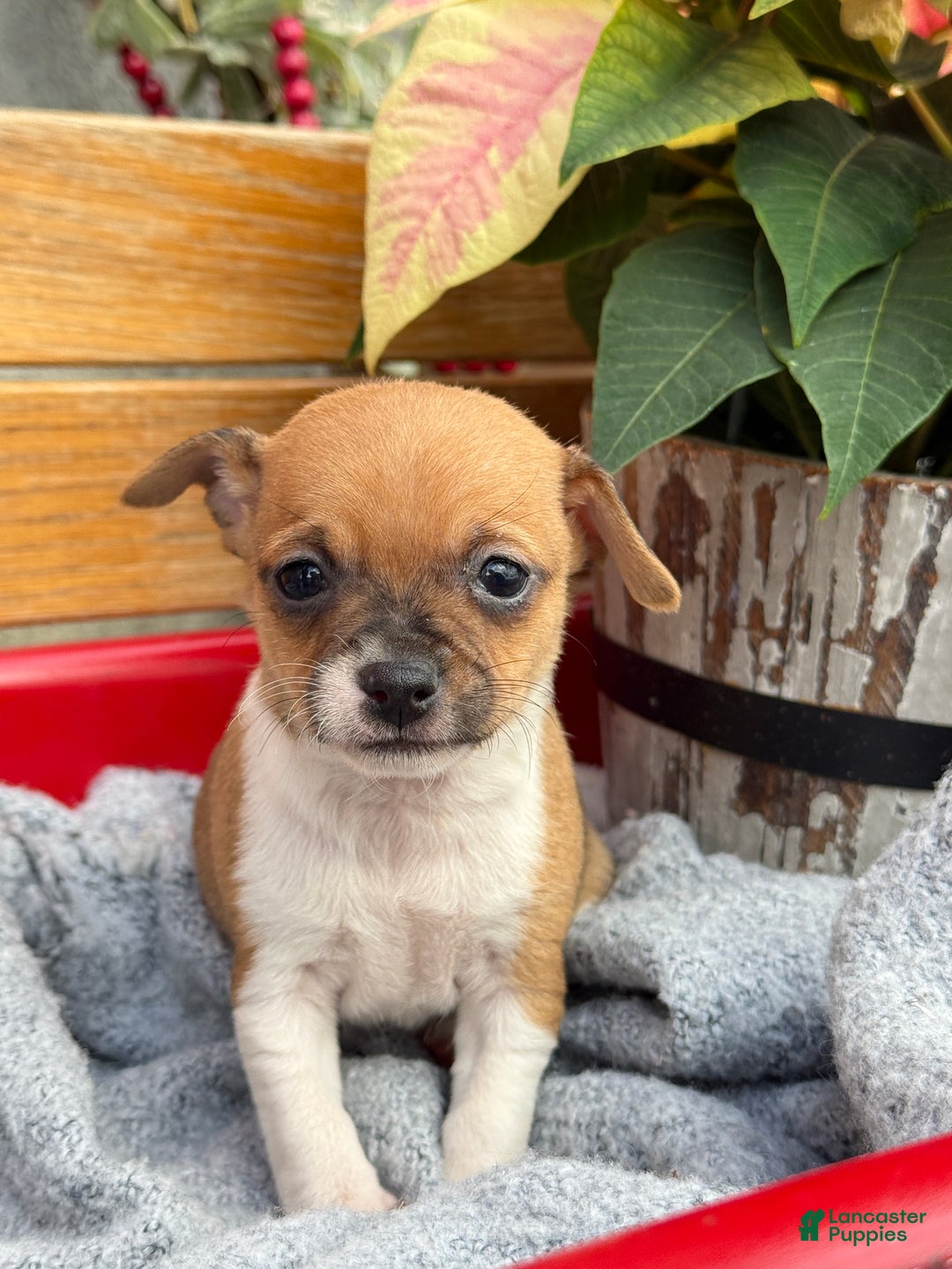 Chihuahua dogs for sale: Cole - Ad 5