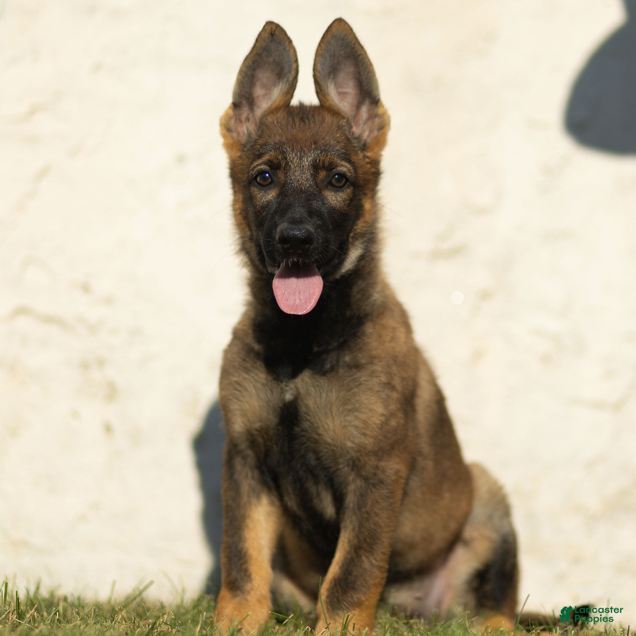 German Shepherd dogs Fia German Shepherd  - Ad 1