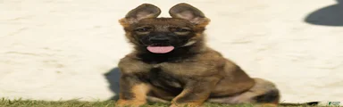 Fia German Shepherd 