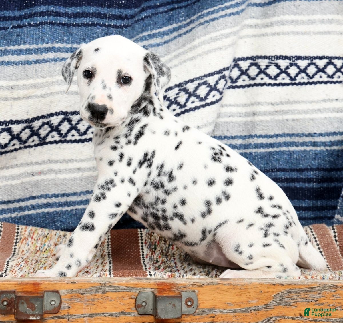 Dalmatian dogs Brittney - Ad 2