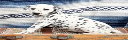 Dalmatian dogs for sale: Brittney - Ad 2