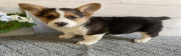 Welsh Corgi Pembroke dogs for sale: Pixie - Ad 1
