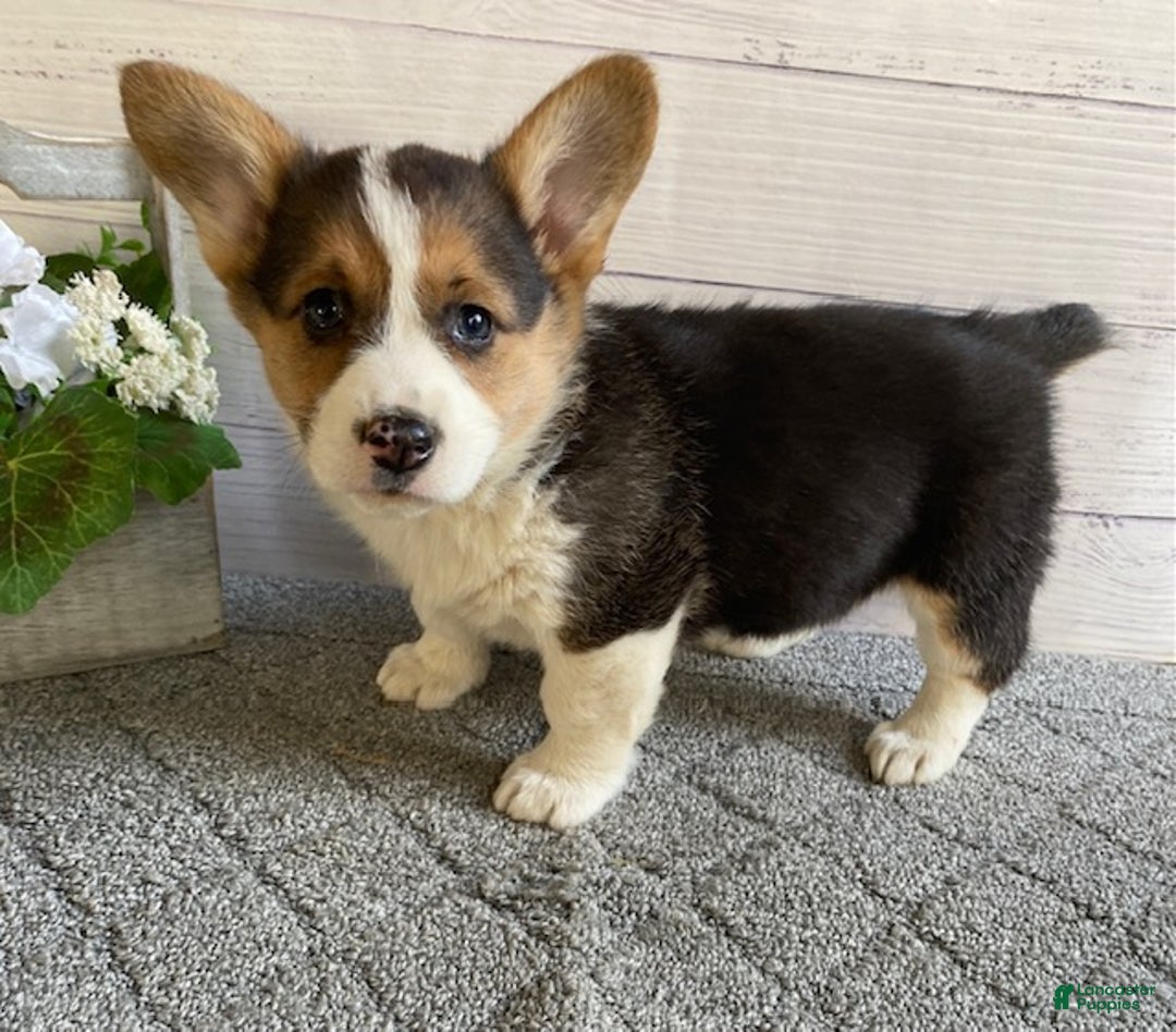 Welsh Corgi Pembroke dogs for sale: Pixie - Ad 1