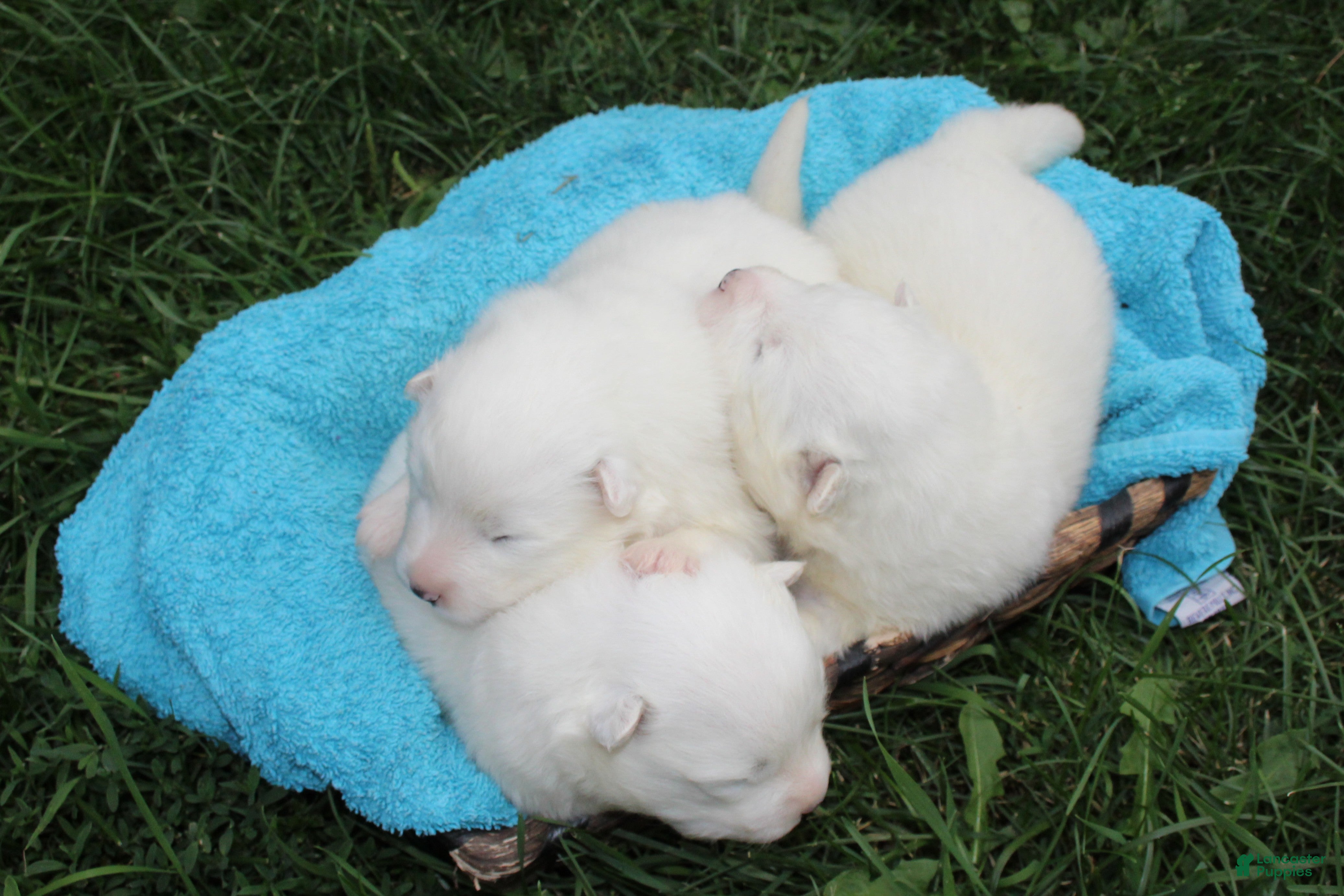 Samoyed dogs Bear  - Ad 1