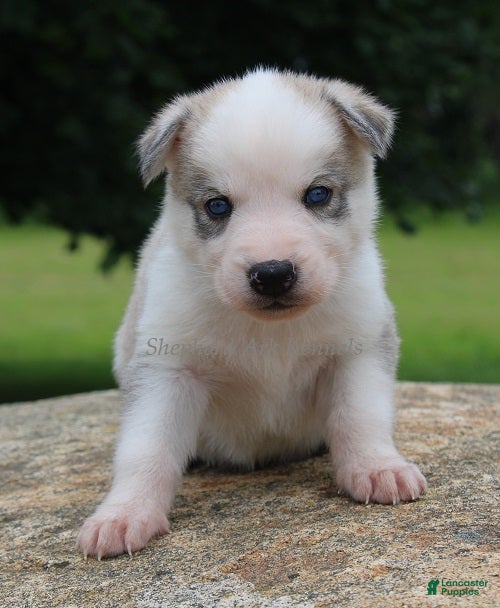 Gerberian Shepsky dogs Black Collar Male - Ad 23