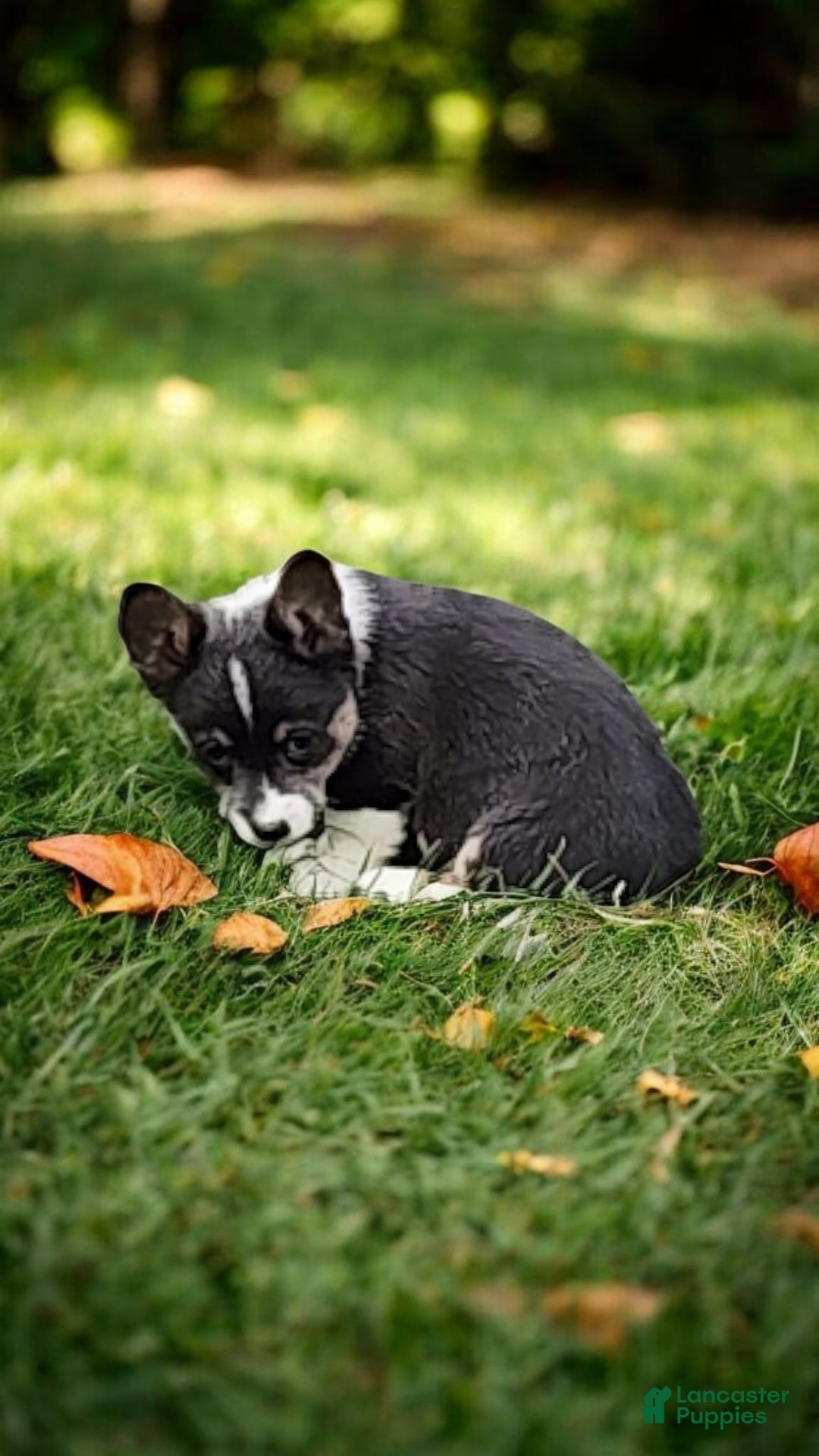 Welsh Corgi Pembroke dogs for sale: Alexa Bluie - Ad 19