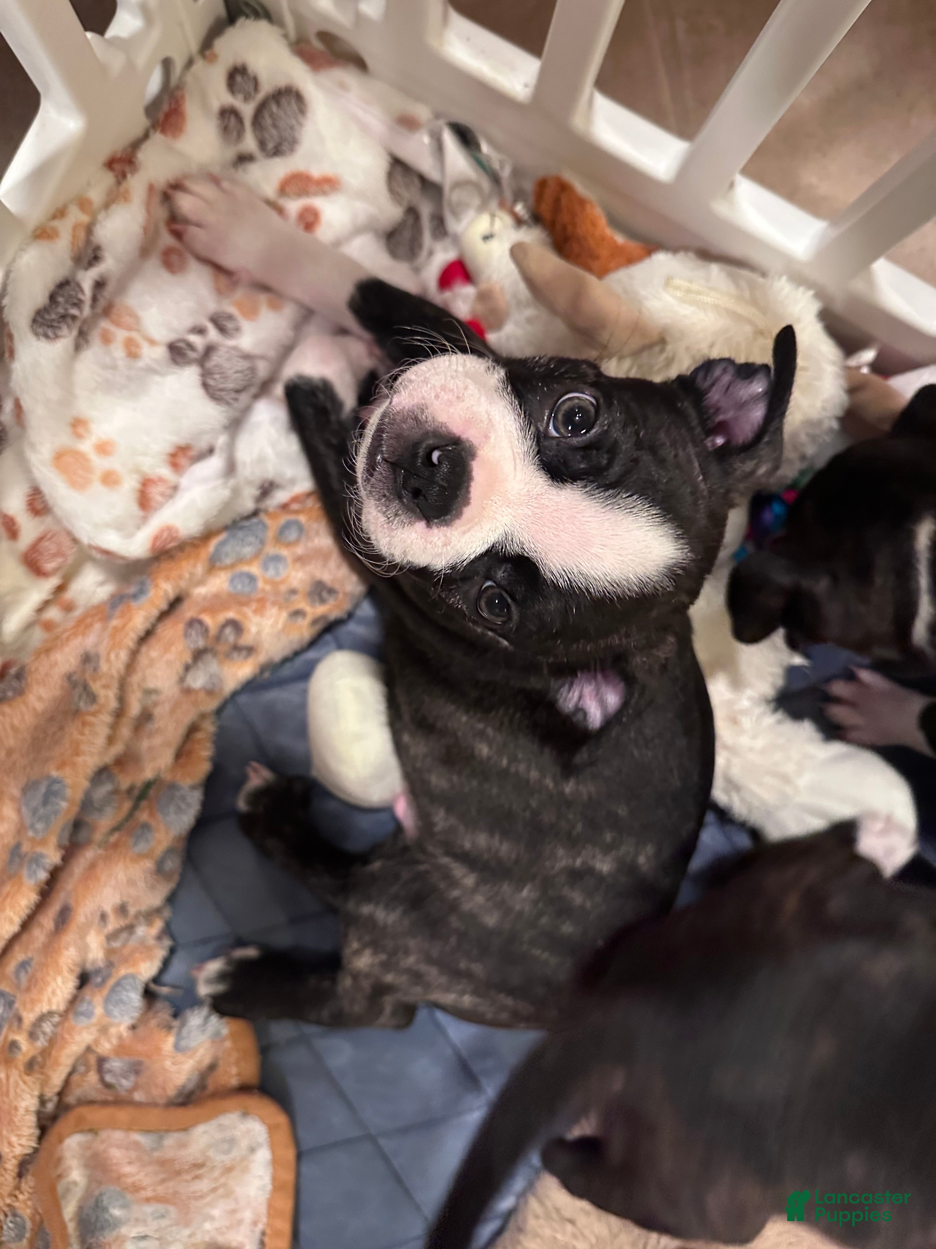 Boston Terrier dogs Bentley - Ad 18