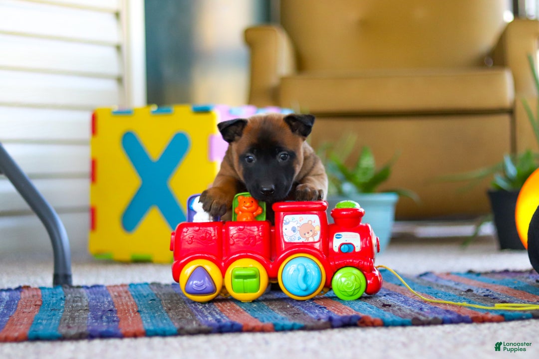 Belgian Malinois dogs for sale: Ginger - Ad 6