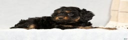 Cavapoo dogs for sale: Bradley - Ad 8