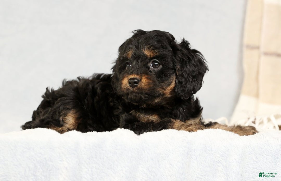 Cavapoo dogs for sale: Bradley - Ad 8
