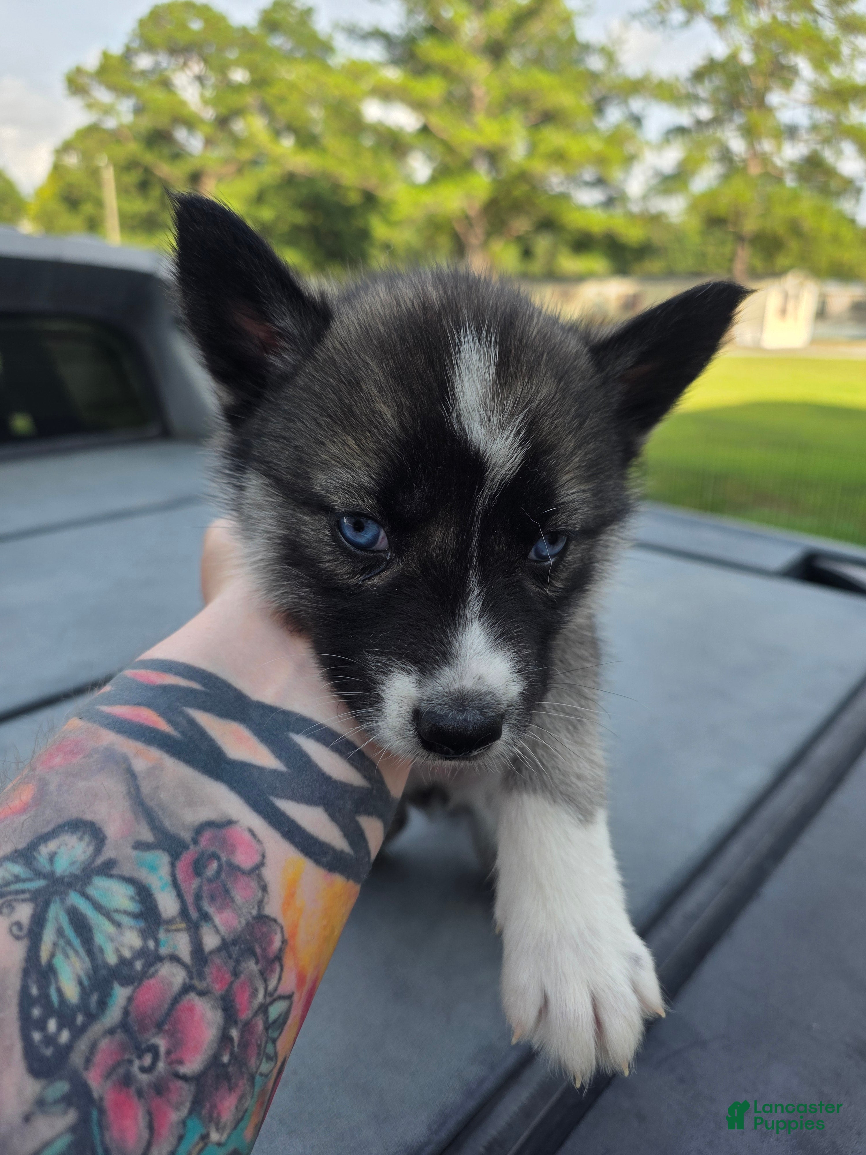 Siberian Husky dogs Siberian Husky 5 - Ad 26