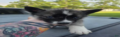 Siberian Husky 5