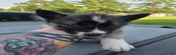 Siberian Husky dogs for sale: Siberian Husky 5 - Ad 1