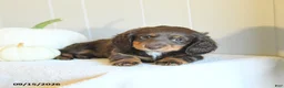 Miniature Dachshund dogs for sale: Casey - Ad 3