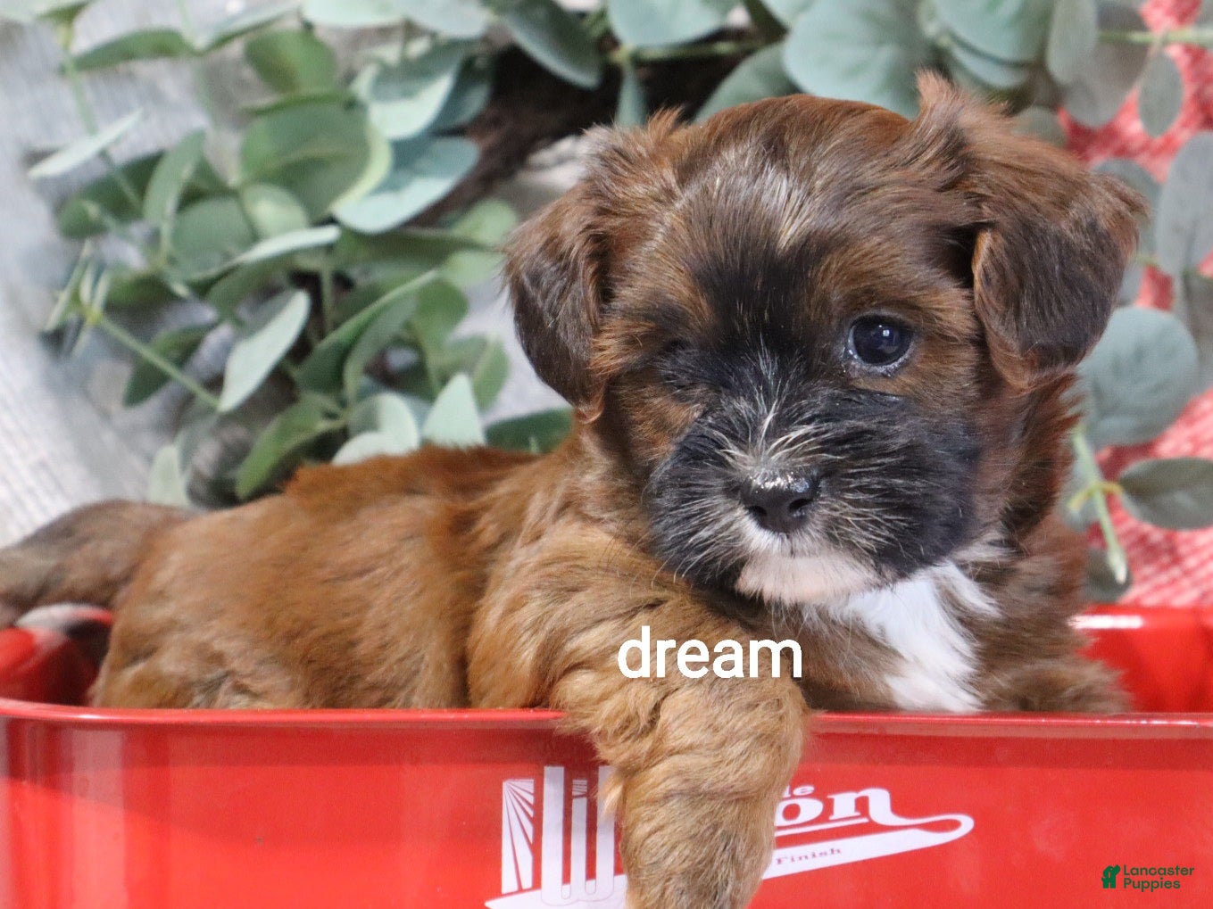 Mixed Breed dogs Elon - Ad 2
