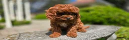 Cavapoo dogs for sale: Hunter - Ad 4