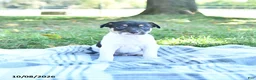 Rat Terrier dogs for sale: Rubble - Ad 5