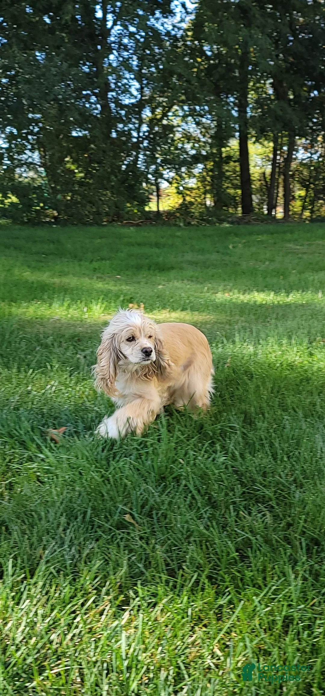 Cockapoo dogs for sale: Diesel - Ad 9